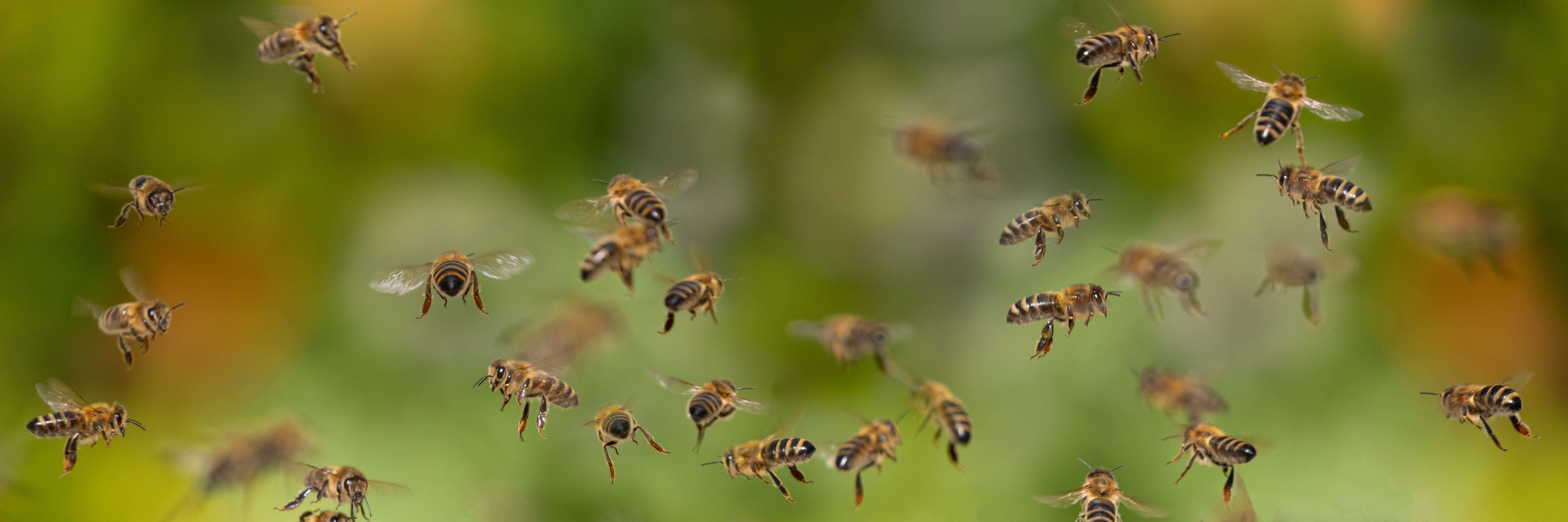 Samotářské včely – projekt SOLITARY BEES